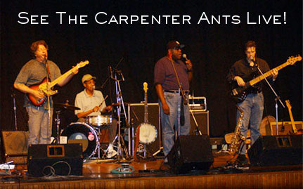 See The Carpenter Ants Live!